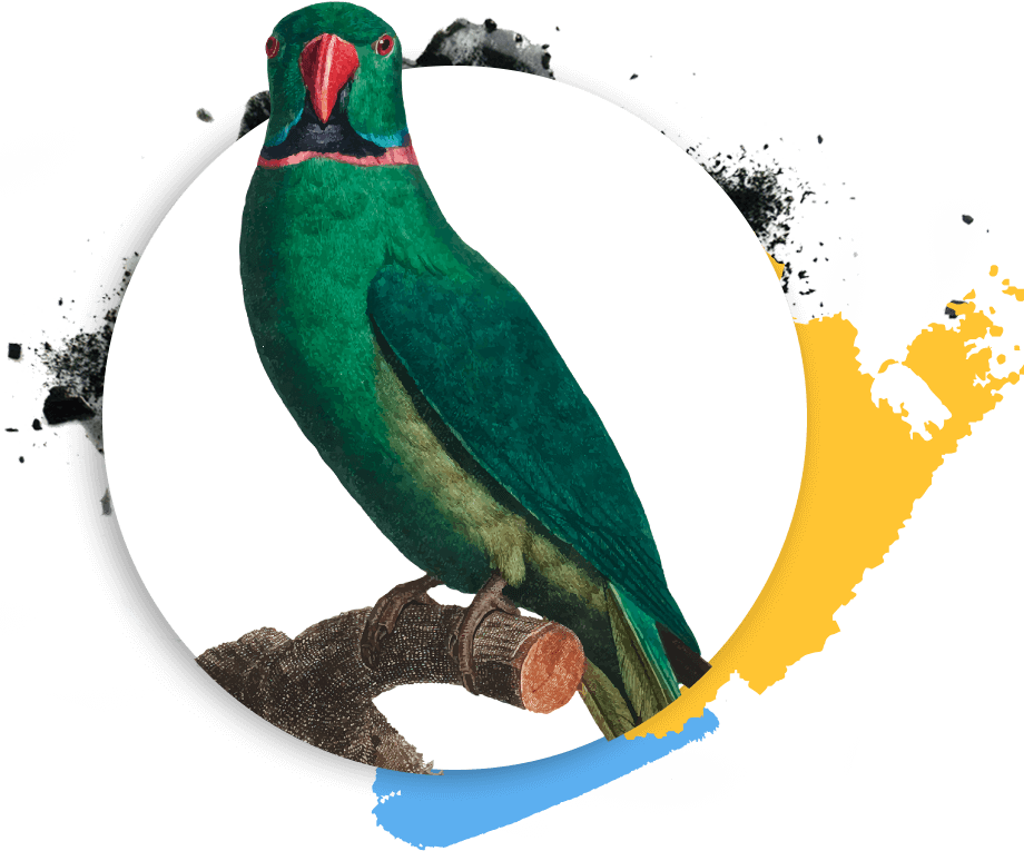 https://univerzum.si/wp-content/uploads/2019/03/Psittaciformes.png